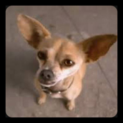  Taco Bell Chihuahua 